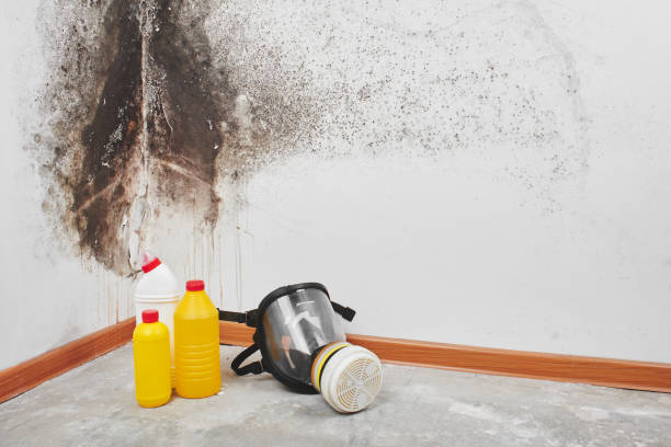 Best Office Mold Removal Services  in Perryton, TX