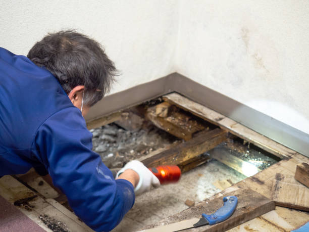 Best Best Mold Removal Companies  in Perryton, TX