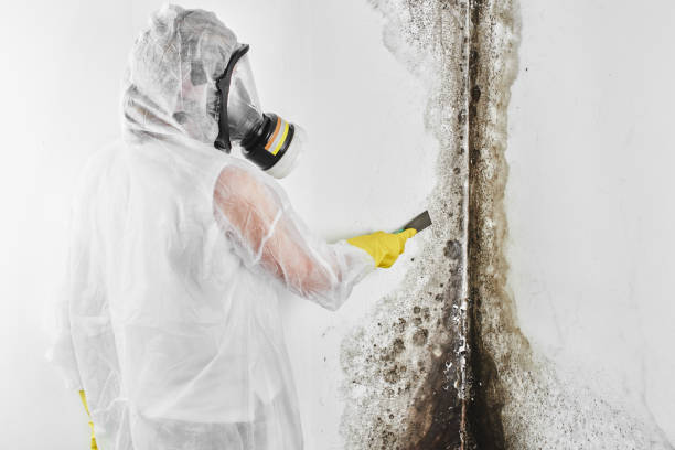 Best Mold Remediation  in Perryton, TX