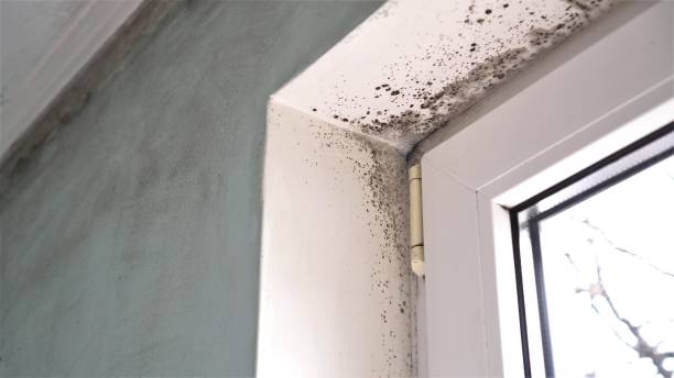 Best Mold Removal Near Me  in Perryton, TX