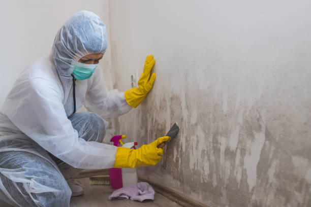 Best Mold Testing and Removal  in Perryton, TX