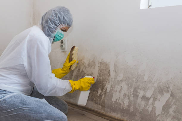 Mold Testing and Removal in Perryton, TX
