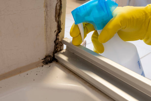 Best Mold Testing  in Perryton, TX
