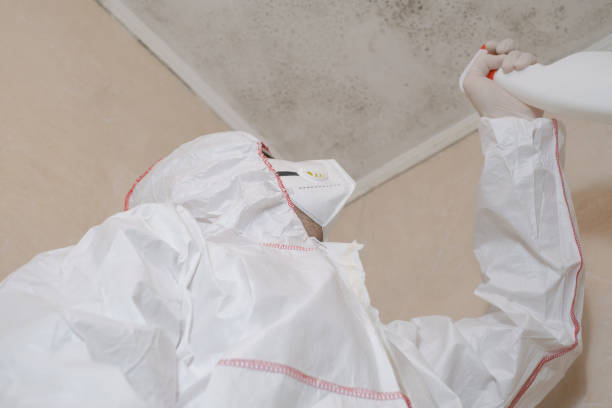 Best Mold Remediation  in Perryton, TX