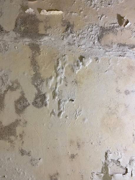 Best Mold Removal Company Near Me  in Perryton, TX