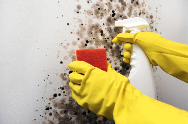 Best Residential Mold Removal  in Perryton, TX