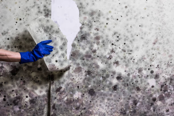 Best Mold Removal Specialists  in Perryton, TX
