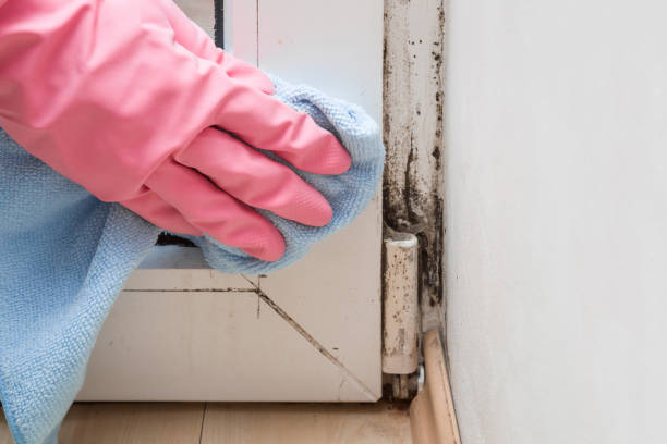 Best Mold Damage Repair  in Perryton, TX