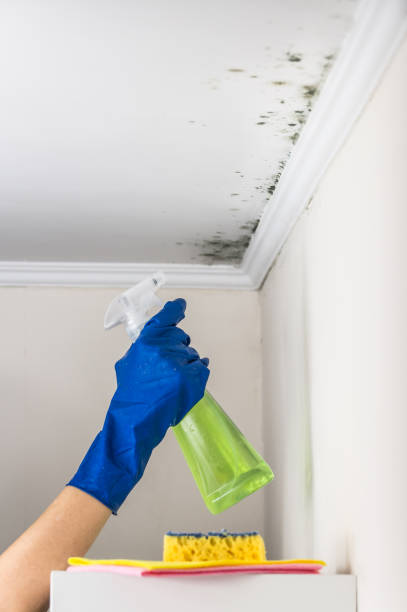 Best Emergency Mold Removal  in Perryton, TX