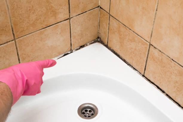 Best Mold Damage Repair  in Perryton, TX