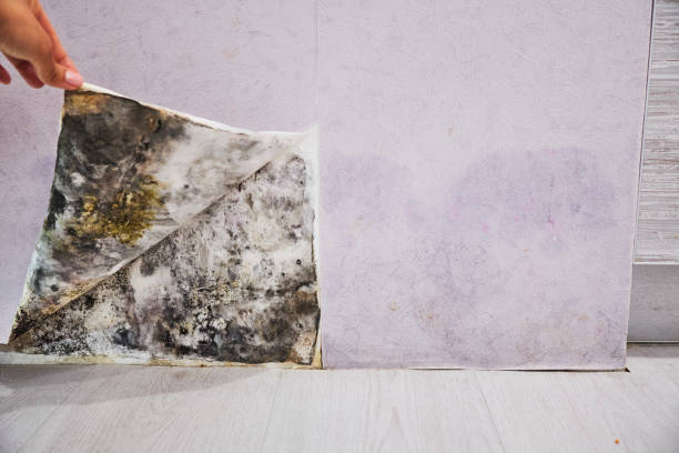 Best Commercial Mold Removal  in Perryton, TX